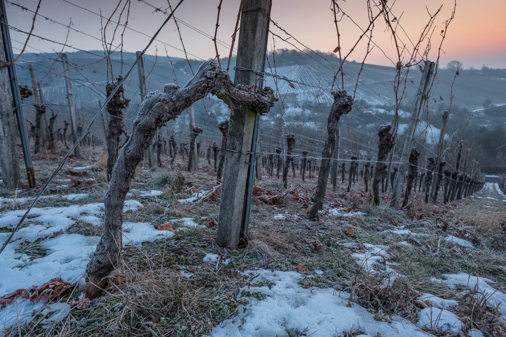 Fotogalerie Weinberge im Winter - Wein geniessen
