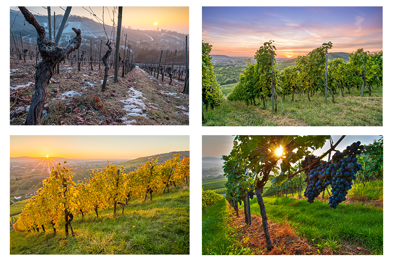 Fotogalerien über Wein