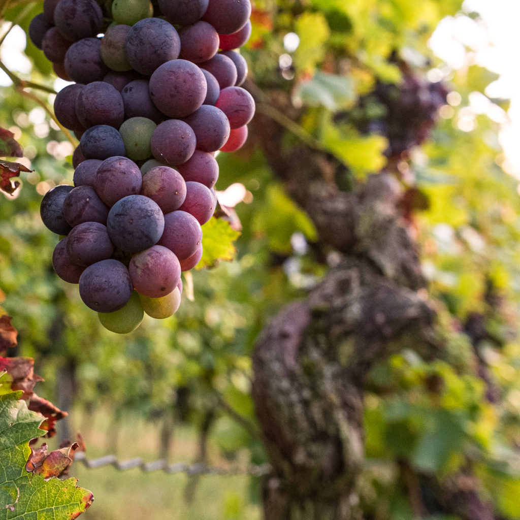 Rote Weintrauben im Weinberg
