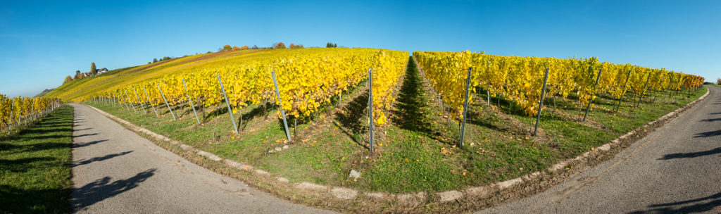 Weinberg im Herbst