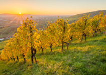 Fotogalerie Weinberge im Herbst