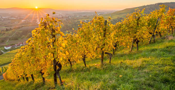 Fotogalerie Weinberge im Herbst