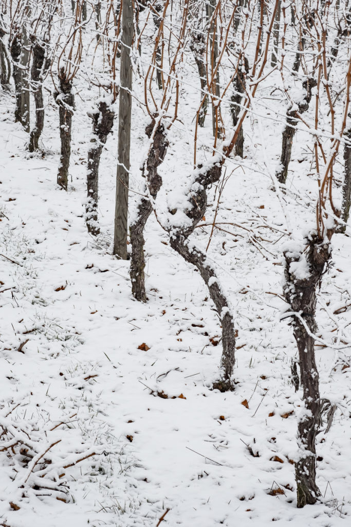 Reben im Weinberg mit Schnee im Winter