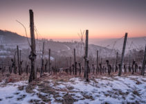 Fotogalerie Weinberge im Winter