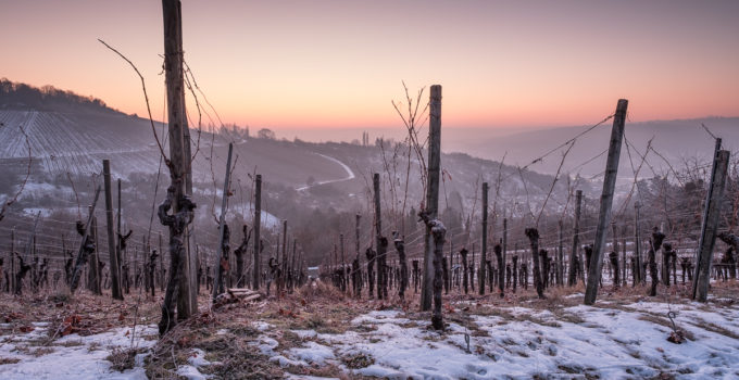 Fotogalerie Weinberge im Winter