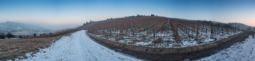 Morgendämmmerung im Winter Weinberg Panorama