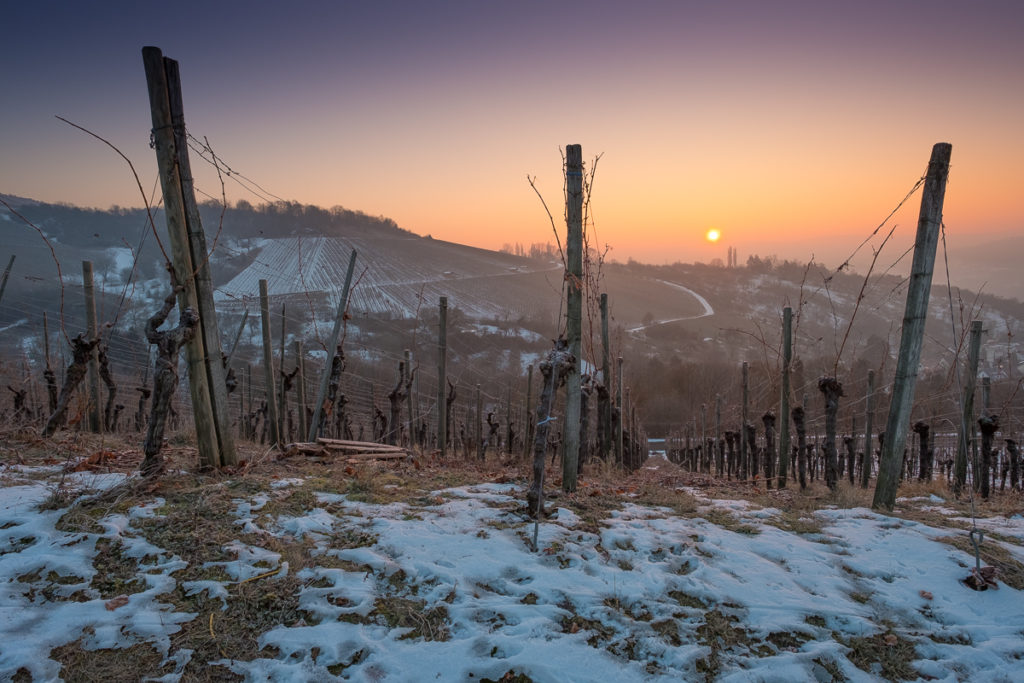 Sonnenaufgang im Winter im Weinberg