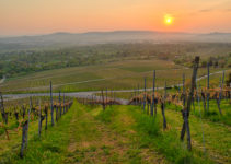 Fotogalerie Weinberge im Frühjahr