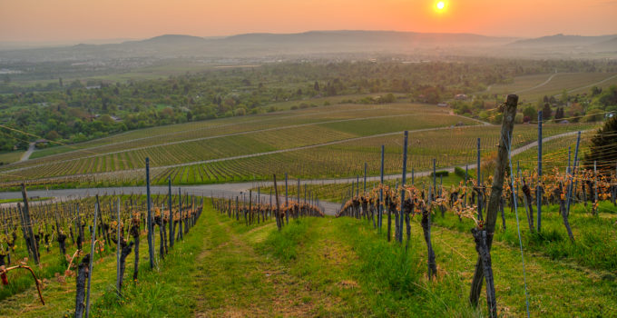 Fotogalerie Weinberge im Frühjahr