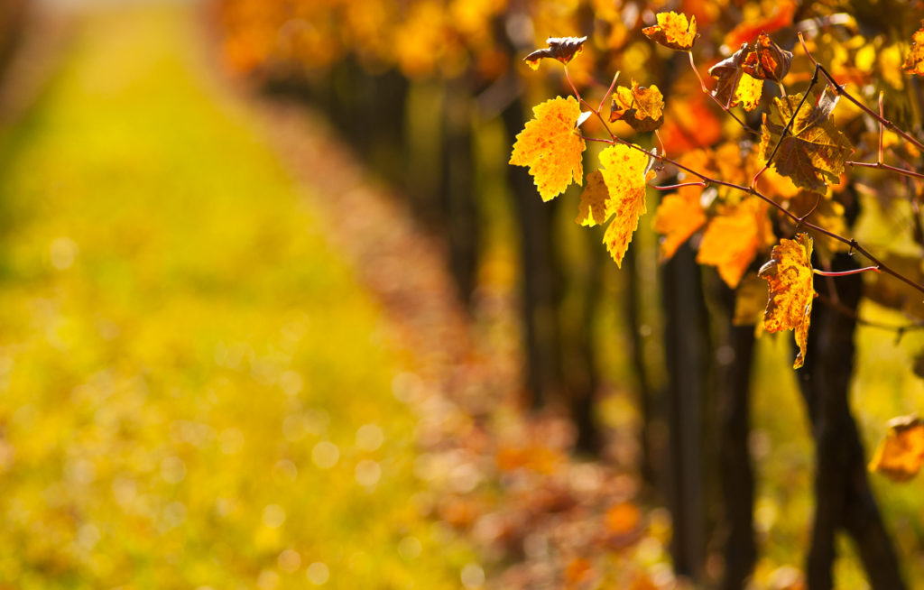 Weinblätter mit Herbstfärbung