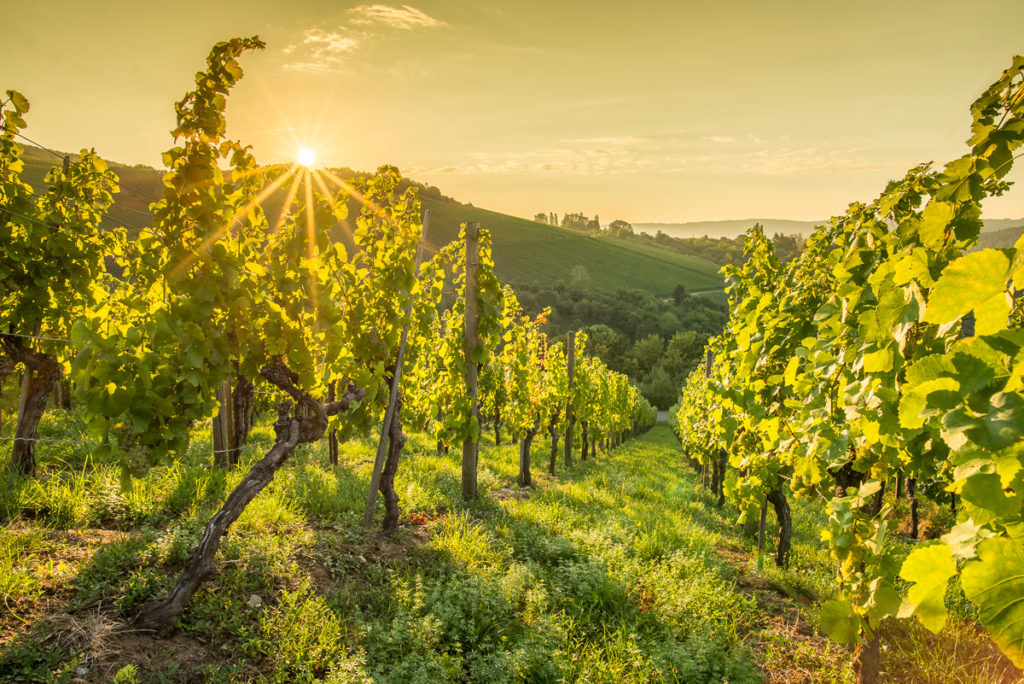 Weinberg im Sommer