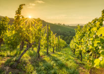 Fotogalerie Weinberge im Sommer