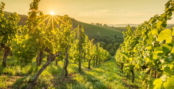 Fotogalerie Weinberge im Sommer