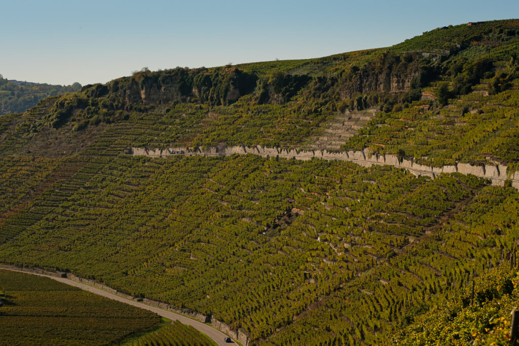 Weinberg Steillage bei Mundelsheim am Neckar