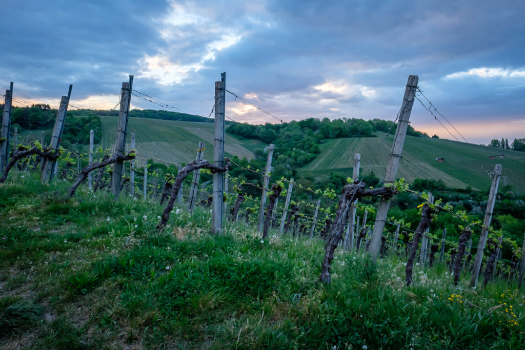 Wein im Remstal - Frühjahr