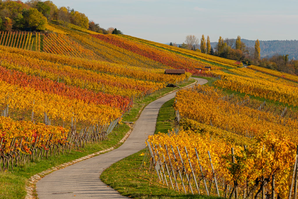 Wein im Remstal - Herbst