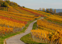 Wein aus dem Remstal