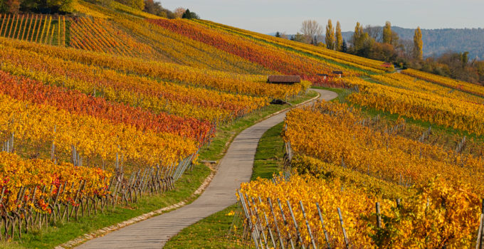 Wein aus dem Remstal