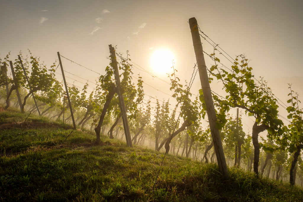 Wein im Remstal - Nebel