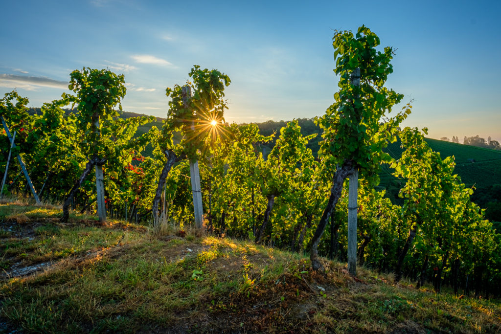 Wein im Remstal - Sommer