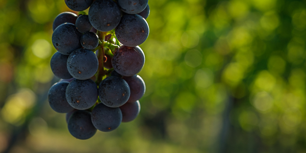 Remstal - Weintrauben - Rotwein