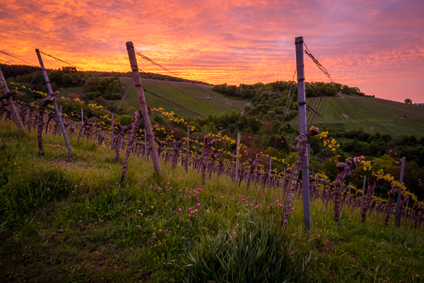 Remstal - Weinberg im Frühjahr