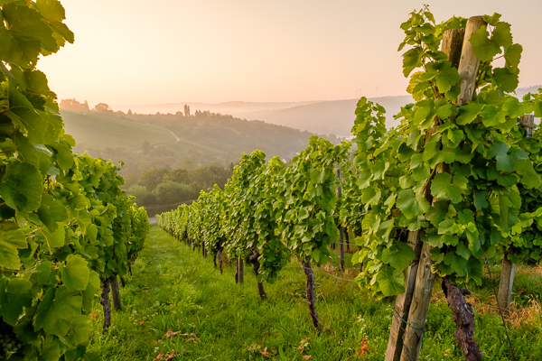 Remstal - Weinberg im Sommer