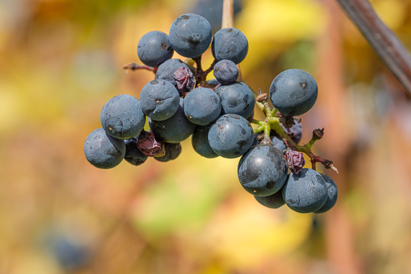 Remstal - Trauben für Rotwein