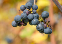 Tannine im Wein