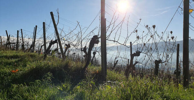 Nachhaltigkeit im Weinbau – 1 umfassender Leitfaden für zukunftsfähigen Weingenuss