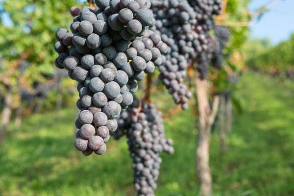 Pinot Noir - Spätburgunder