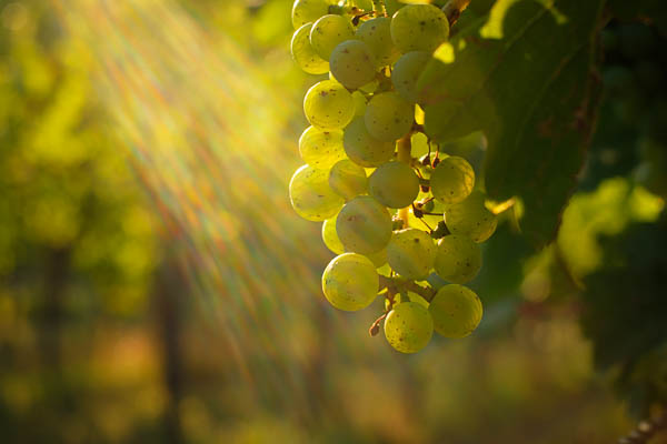 Riesling