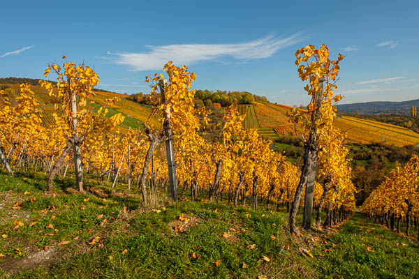 Wein im Remstal