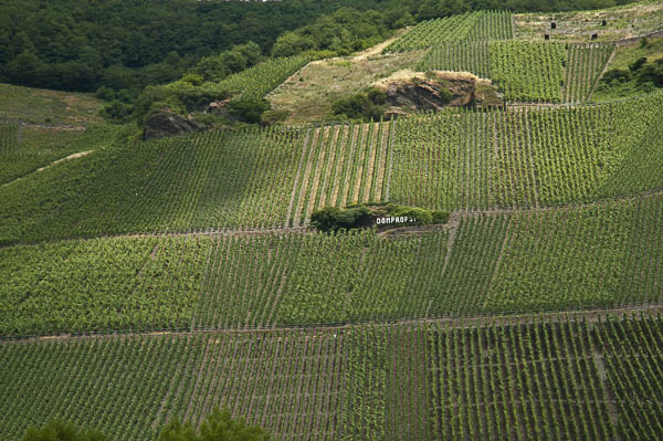 Graacher Domprobst Weinberg an der Mosel