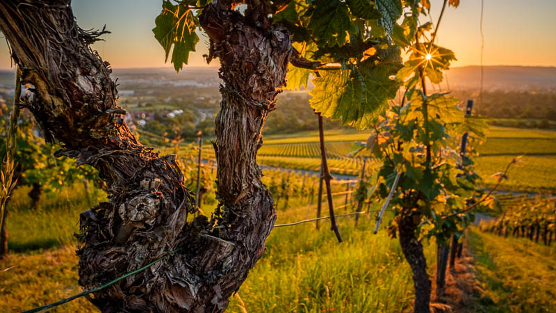 Alte Rebe im Weinberg am Kappelberg